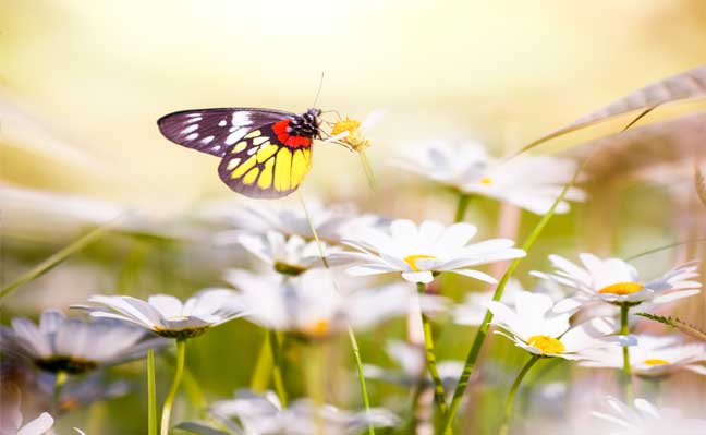 Foto Blume